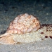 shell_li_h_0705_png2100.jpg